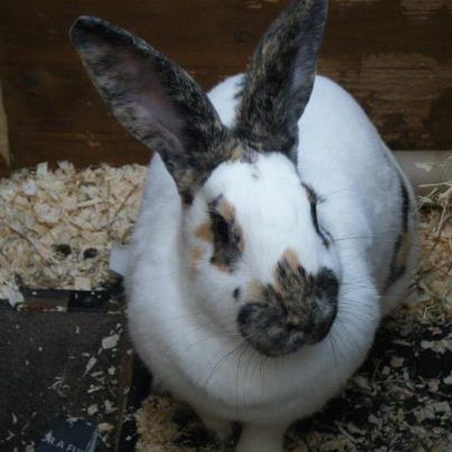 View more animals