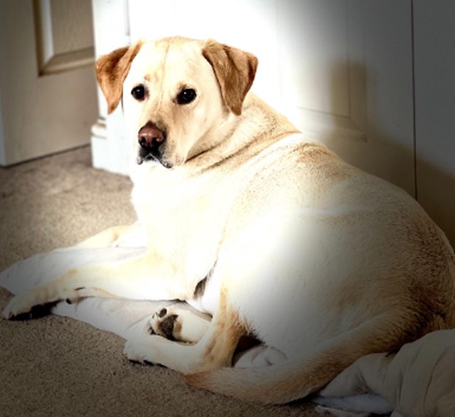 View more animals