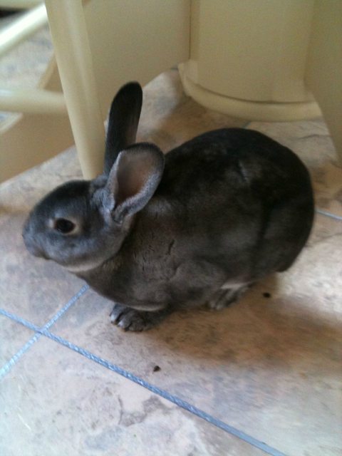 View more animals