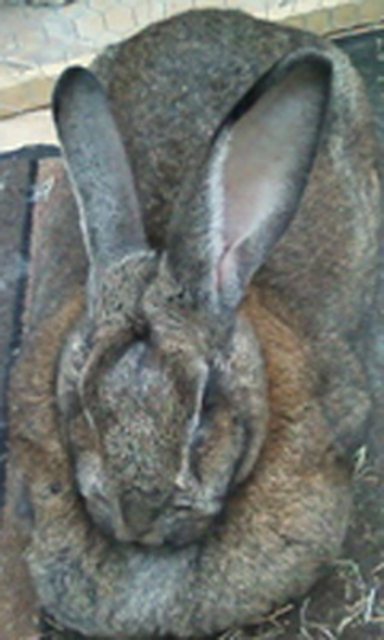 View more animals