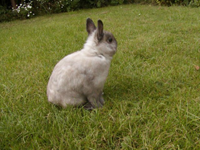View more animals