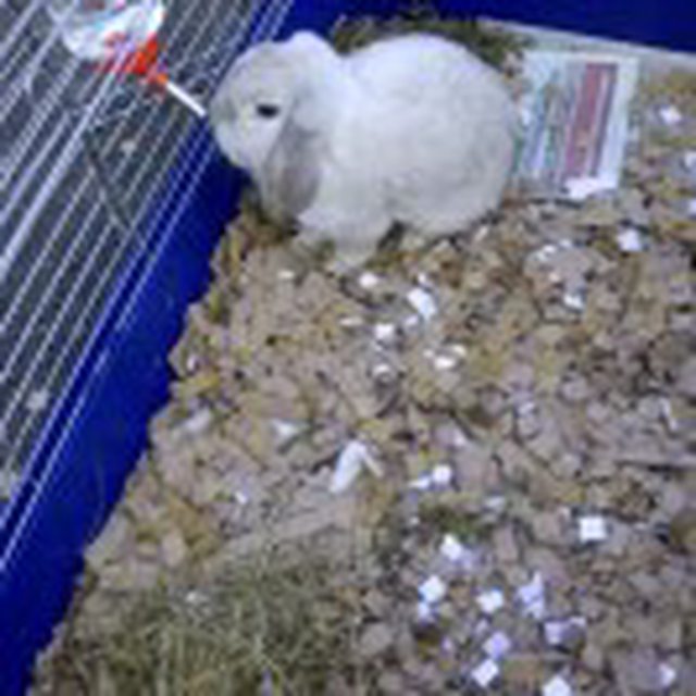 View more animals