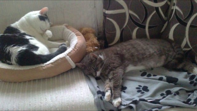 View more animals