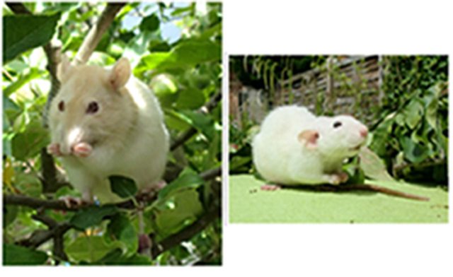 View more animals