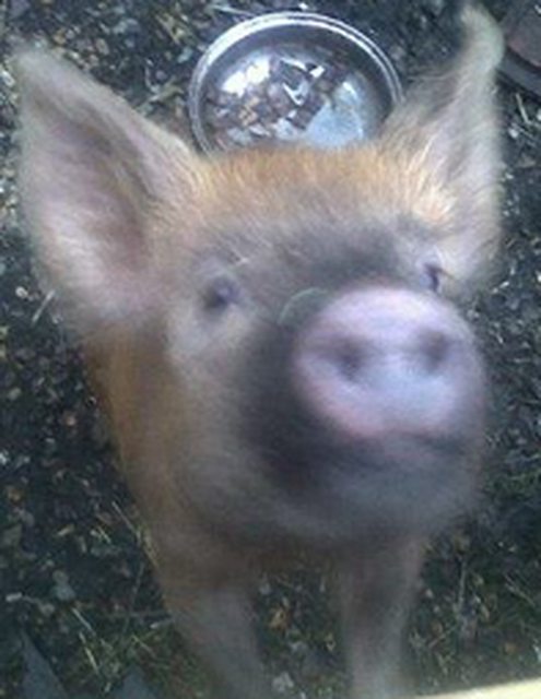View more animals