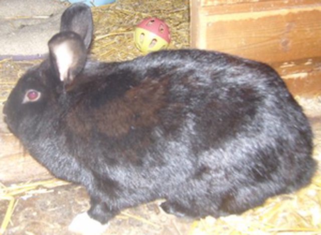 View more animals