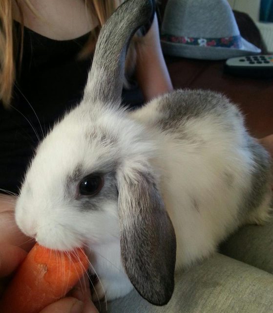 View more animals