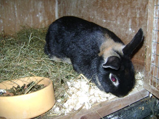 View more animals