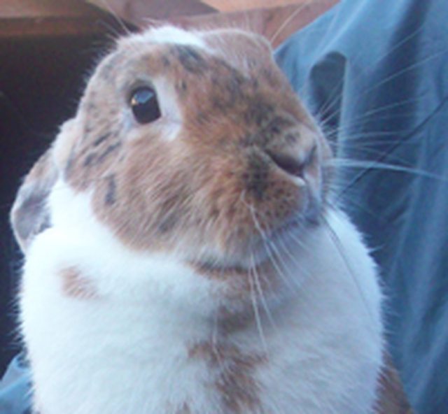 View more animals