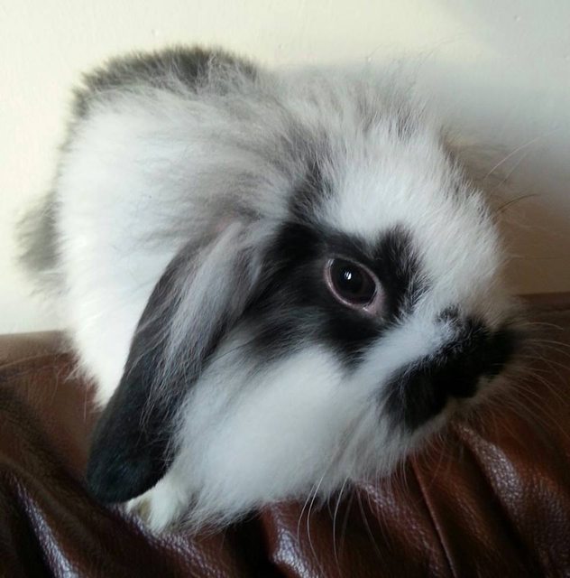 View more animals