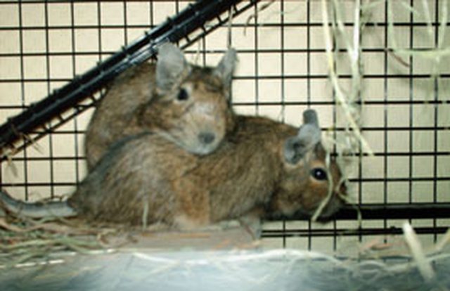View more animals