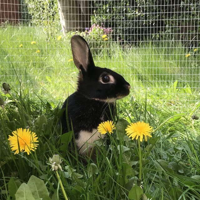 View more animals