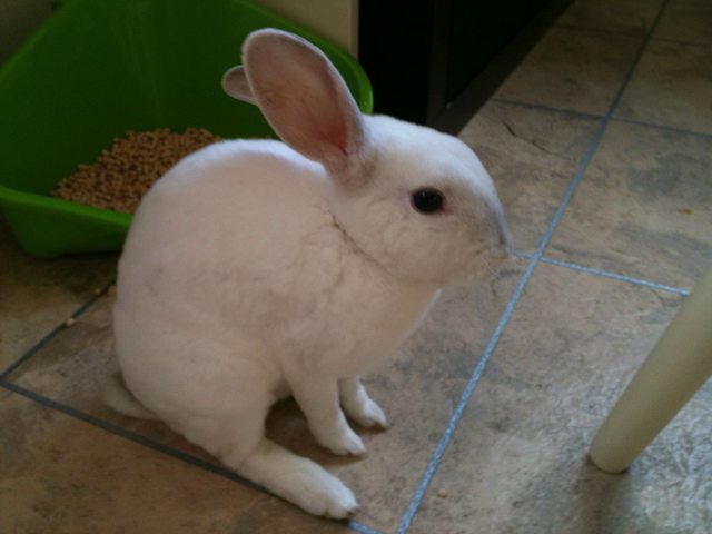 View more animals