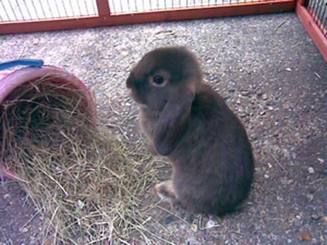 View more animals