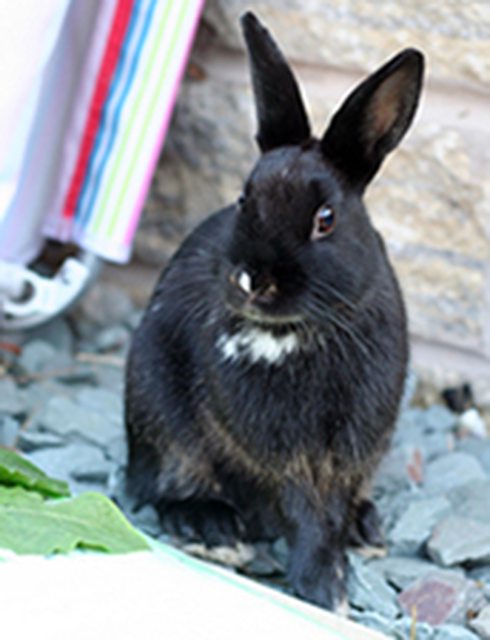View more animals