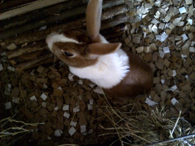 View more animals