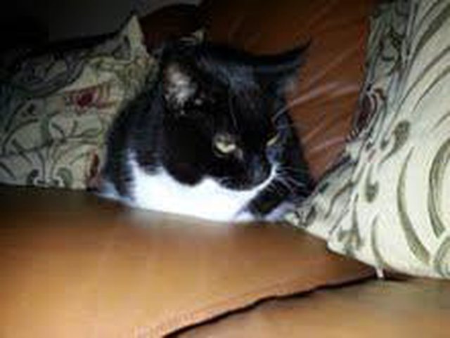 View more animals