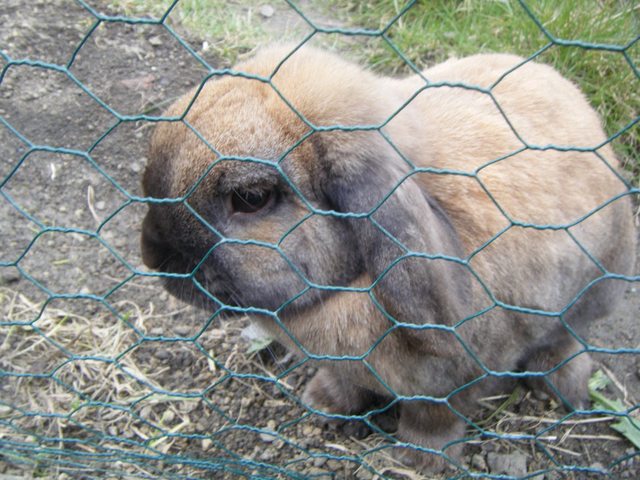 View more animals