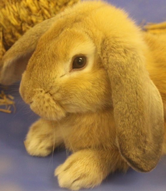 View more animals