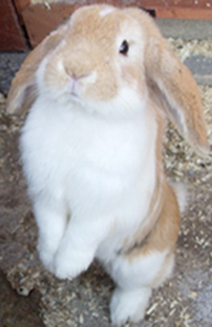 View more animals