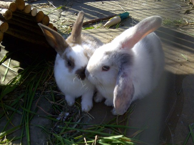 View more animals