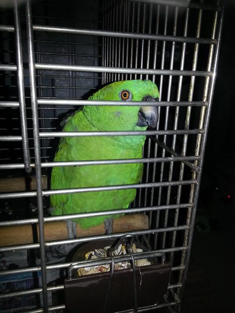 View more animals