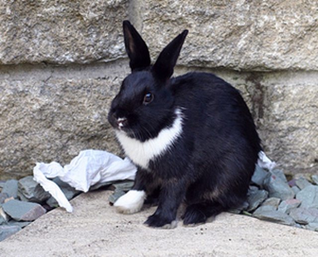 View more animals