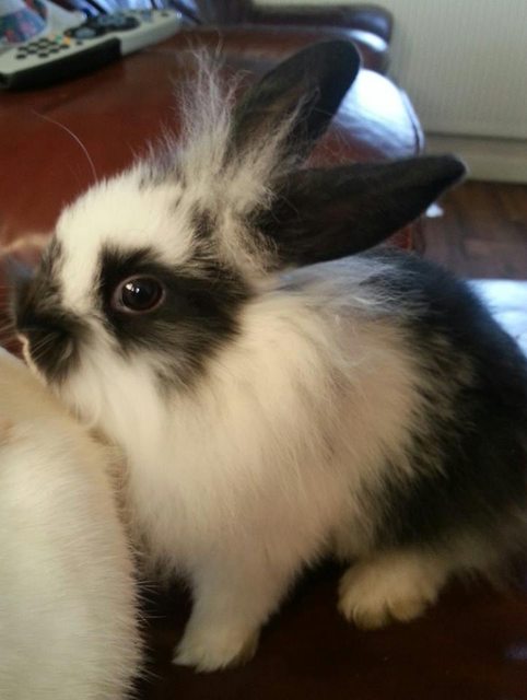 View more animals
