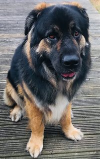 Yogi, a 7 years old male Newfoundland X German Shepherd available for adoption from Greenleaf Animal Rescue in West Yorkshire